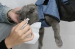 Arnés Para Cuidado Y Aseo De Mascotas Gatos O Perros - Imagen 4