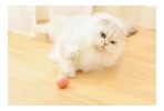 Juguete Gato Pelota Automática Recargable Usb - Imagen 2