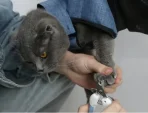 Arnés Para Cuidado Y Aseo De Mascotas Gatos O Perros - Imagen 3
