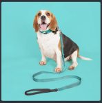 Collar Con Funda Para Airtag Para Perros O Gatos Mascotas - Imagen 14
