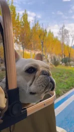 Coche De Transporte Doble Para Mascotas Perros Y Gatos - Imagen 5